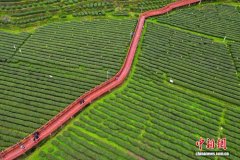 钟灵毓秀“叶”生金 茶香“